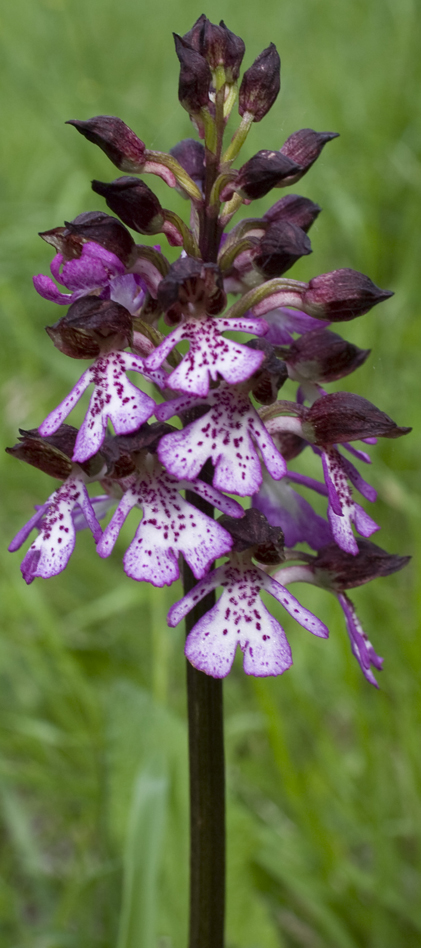 Orchis purpurea?